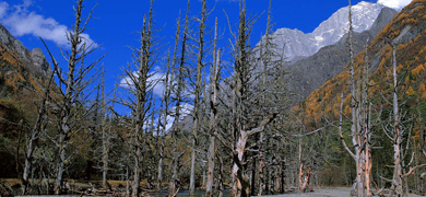 Withered Tree River Beach