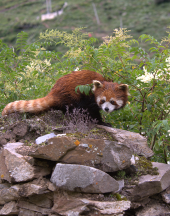 Ailurus fulgens