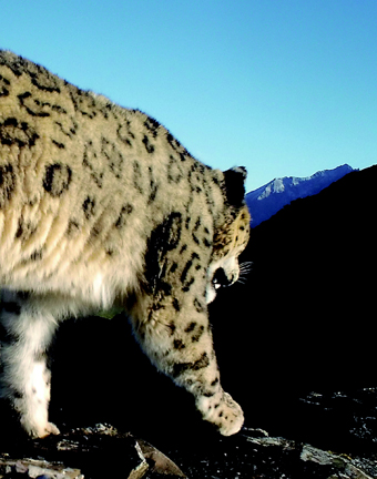 Snow leopard