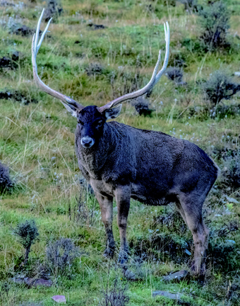 Cervus albirostris