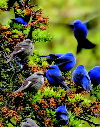 Grandala coelicolor