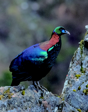 Lophophorus lhuysii