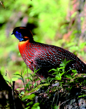 Tragopan temminckii