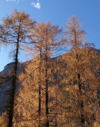 Larix mastersiana