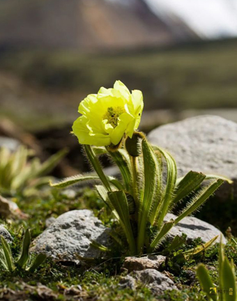 Meconopsis integrifolia