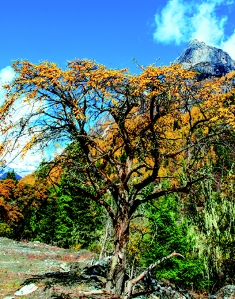 Hippophae rhamnoides