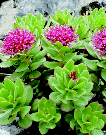 Rhodiola crenulata