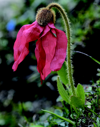 Meconopsis punicea