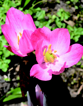 Sinopodophyllum hexandrum